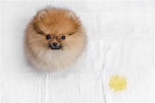 pomeranian peed hauv txaj