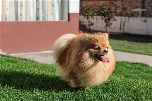 poméranien dans l'herbe