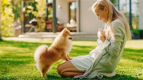 Como treinar um Pomeranian para usar o penico (8 etapas rápidas)