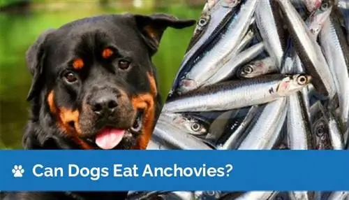 Cachorro pode comer anchova? Fatos & Perguntas frequentes