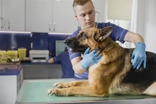 El veterinari revisa el pastor alemany