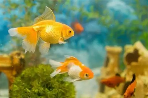 Créer des roches vivantes DIY pour les aquariums d'eau salée (8 étapes simples)