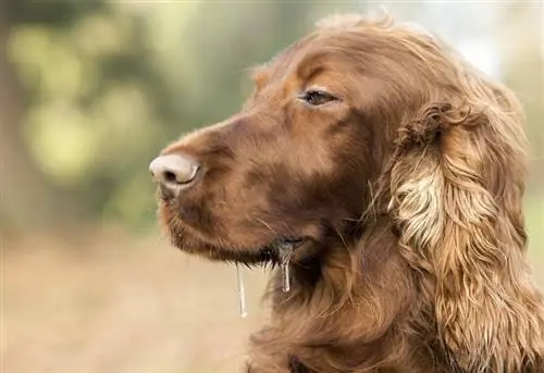 Drooling mengantuk Setter Irlandia_Reddogs_shutterstock