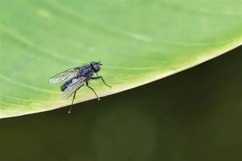 lalat hitam di atas daun