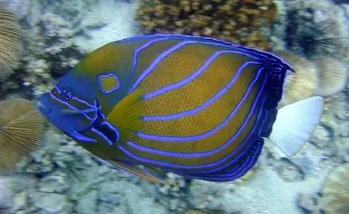 Angelfish