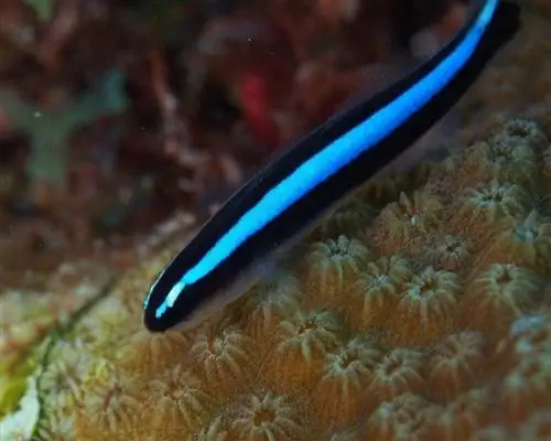 Neon-Goby_Jonathan-Churchill_shutterstock