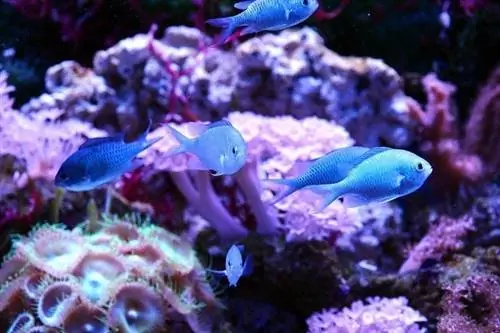 groen chromis