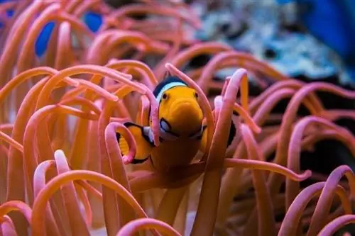 10 meilleurs poissons d'aquarium d'eau salée pour les débutants (avec photos)