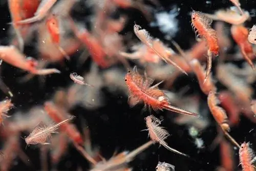 crevettes de saumure dans un réservoir