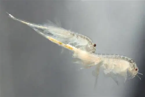 sariwang hatched brine shrimp