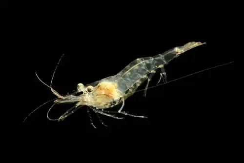 Ghost Shrimp: دليل رعاية الخبراء ، صور ، أصناف & عمر