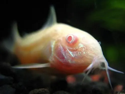 Albino Cory Cat