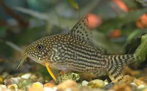 Corydoras sterbai 02