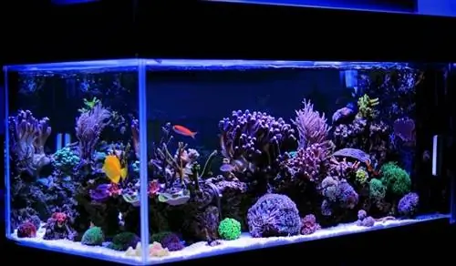 Vichujio 10 Bora vya Maji ya Chumvi katika Aquarium mnamo 2023 - Maoni & Chaguo Bora