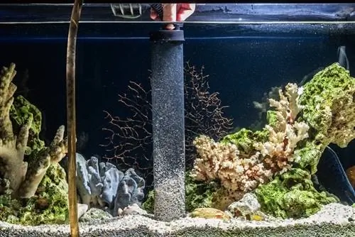 Een aquariumfilter schoonmaken: 6 tips van experts