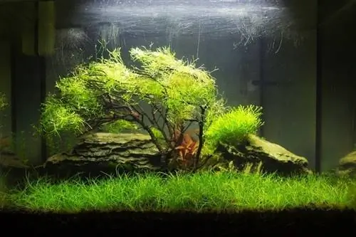 Hvordan forankre akvarieplanter (8 ekspertmetoder)