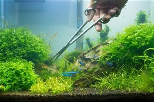 Yuav ua li cas Trim Aquarium Nroj Tsuag (Cov Lus Qhia Tshwj Xeeb): Ntev Stemmed, Nplooj & Bushy Nroj Tsuag