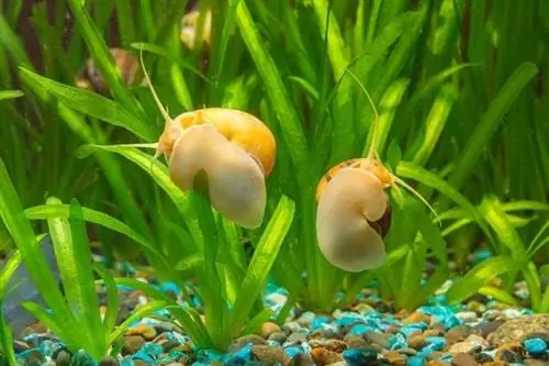 Hoe zich te ontdoen van slakken in een aquarium: 5 bewezen methoden