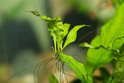 Akvariumdagi Java Fern