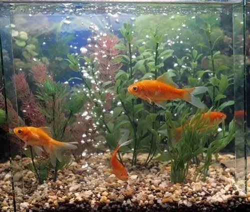 Mawazo 12 ya Kuweka Aquarium ya Furaha: Mapambo, Mimea & Zaidi (Pamoja na Picha)