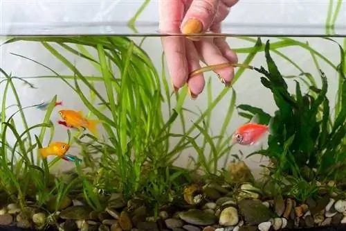 So bewegen Sie ein Aquarium (7 einfache Schritte)