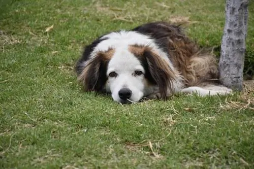 anjing tua berbaring di atas rumput