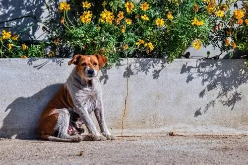 anjing tua di atas trotoar