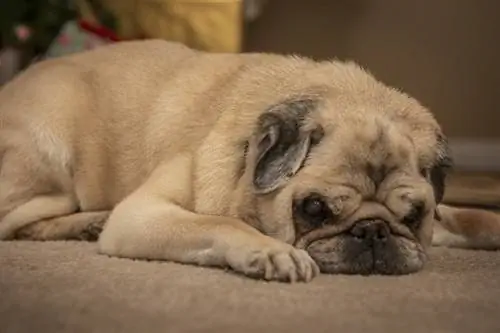 starý mops ležiaci na koberci