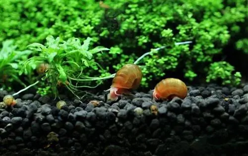 Siput Ramshorn