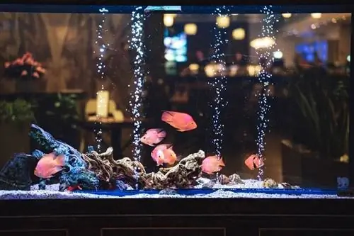 Wie man KH in einem Aquarium erhöht: 5 Methoden & Tipps