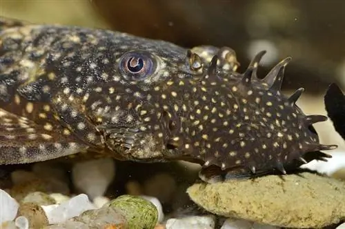 bristlenose-sumec_Guillermo-Guerao-Serra_shutterstock