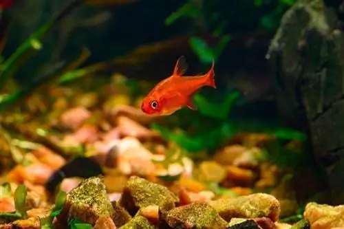 Ember-Tetra-or-Hyphessobrycon-amandae_nektofadeev_shutterstock3