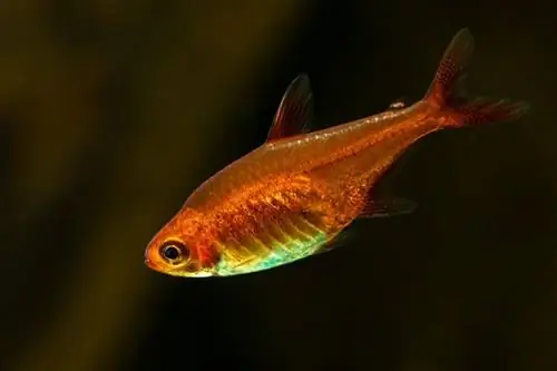 Ember Tetra: Care Guide, Pictures, Types & Jetëgjatësia