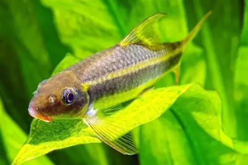 Siamese Algae Eater: Care Guide, Varieties, Lifespan & Higit pa