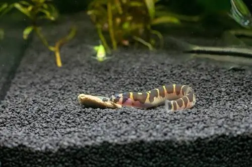 Kuhli loach