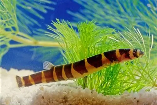 hiiglaslik-kuhl-loach_Roberto-Dani_shutterstock