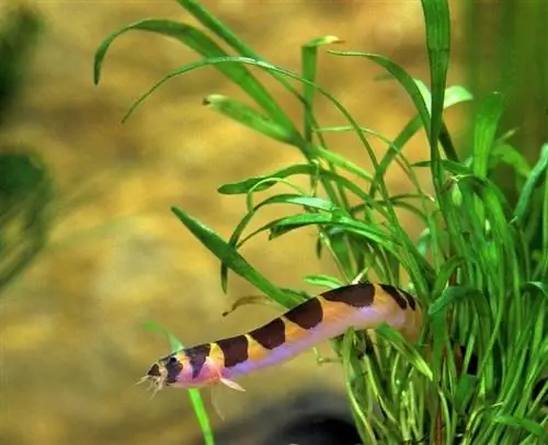 Kuhli Loaches: hoitoopas, lajikkeet, elinikä & Lisää