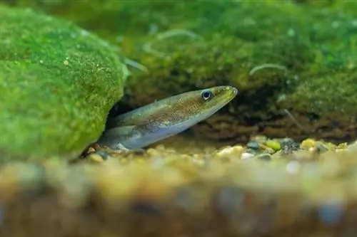 Châu Âu-eel_Martin-Pelanek_shutterstock