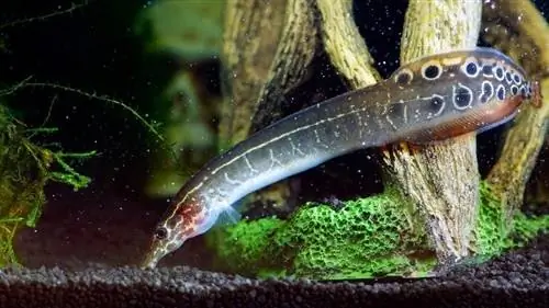 aquarium-eel_Irina-Kozorog_shutterstock