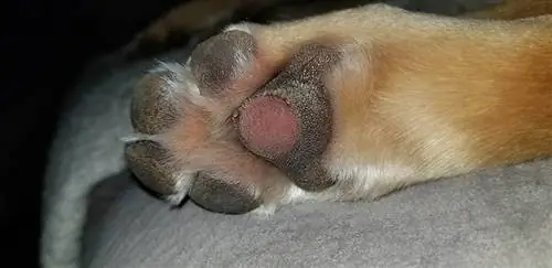 hlawv dev paw