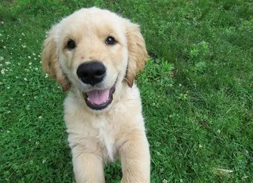 golden retriever valp hopping