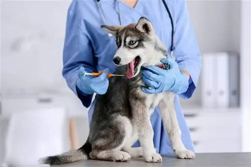 microchipping ib tug husky