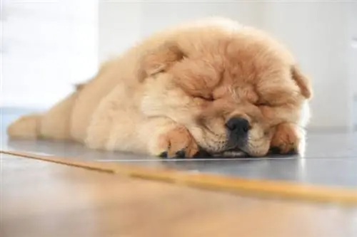 cucciolo di chow chow