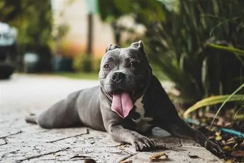 pitbull lengua negra fuera