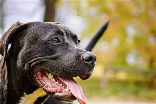 Adakah Pitbulls Anjing Keluarga yang Baik? Jawapan Yang Mengejutkan