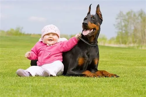 em bé và một con chó doberman