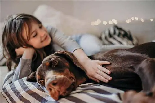 Os Dobermans são bons cães de família? A resposta surpreendente