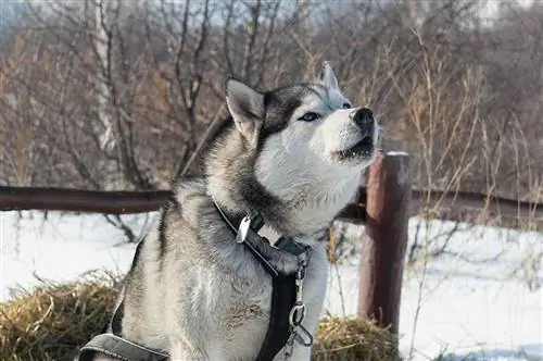 husky utomhus skällande