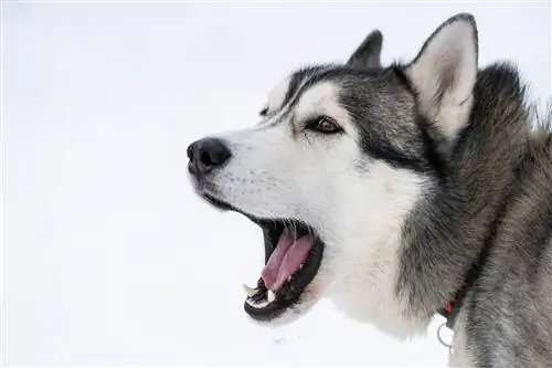 Huskies яагаад ийм хоолойтой байдаг вэ? 9 шалтгаан & арчилгааны зөвлөгөө