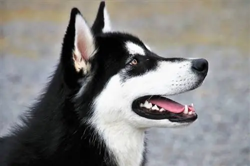 husky մոտիկից